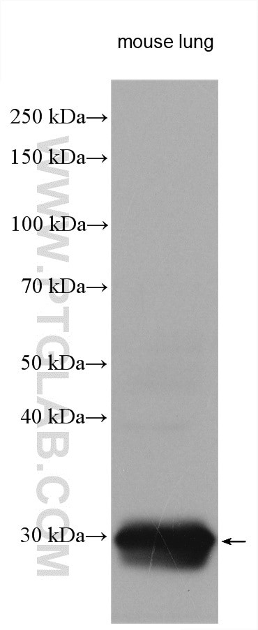 ITM2A Antibody in Western Blot (WB)