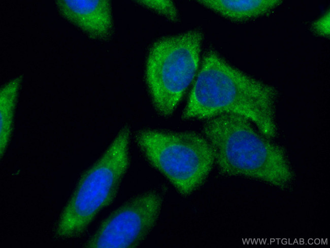 PEG10 Antibody in Immunocytochemistry (ICC/IF)