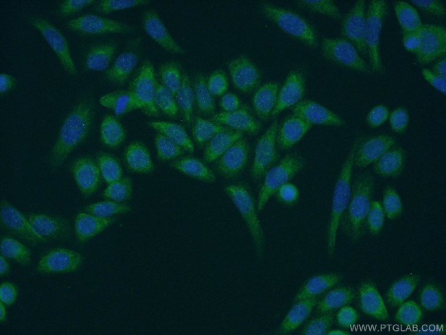 MOCS2 Antibody in Immunocytochemistry (ICC/IF)