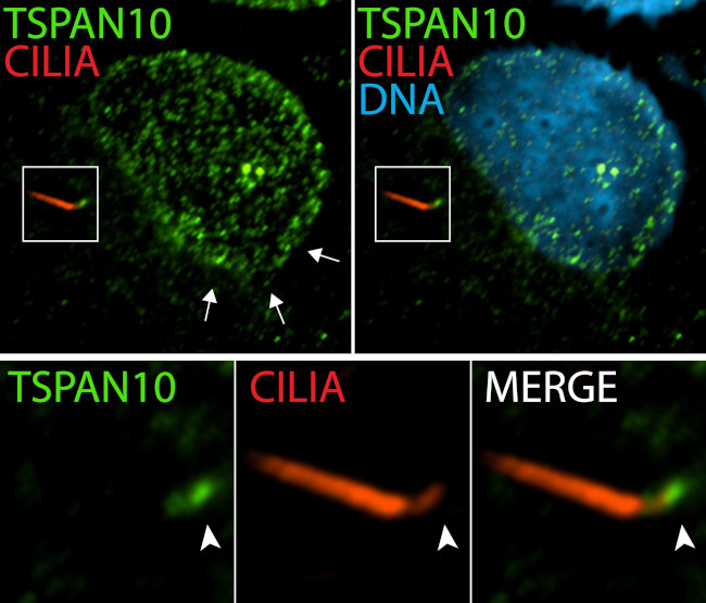 TSPAN10 Antibody in Immunocytochemistry (ICC/IF)