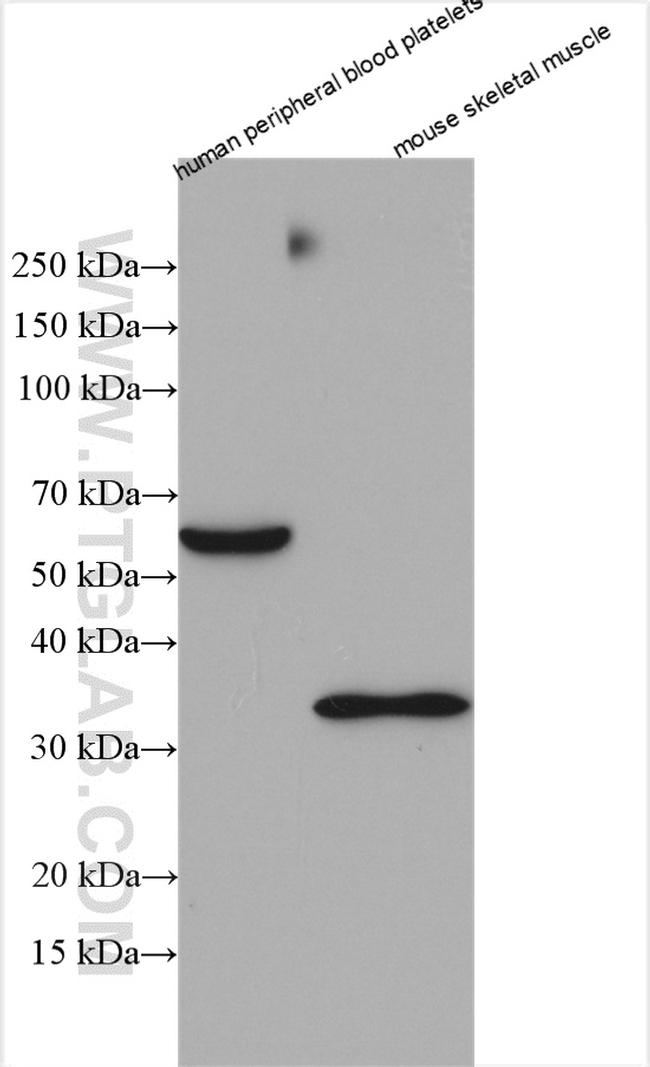 ORAI1 Antibody in Western Blot (WB)