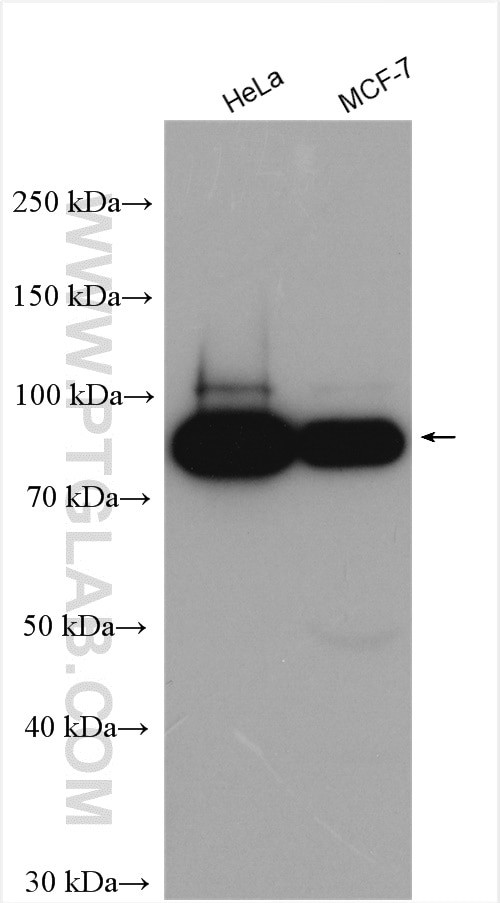POLK Antibody in Western Blot (WB)