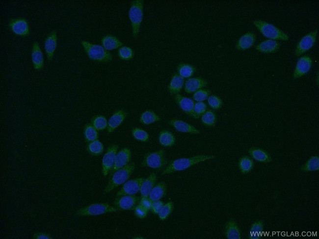 ENSA Antibody in Immunocytochemistry (ICC/IF)