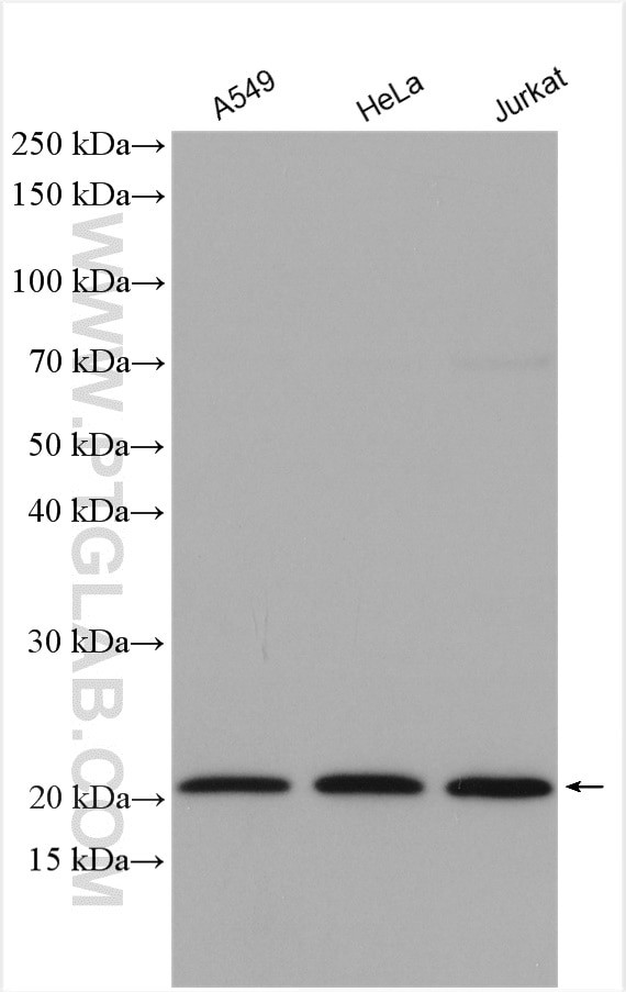 RPL12 Antibody in Western Blot (WB)