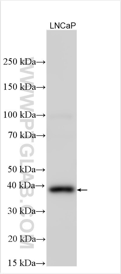 SIAE Antibody in Western Blot (WB)
