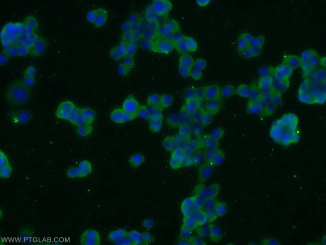 JIP1 Antibody in Immunocytochemistry (ICC/IF)