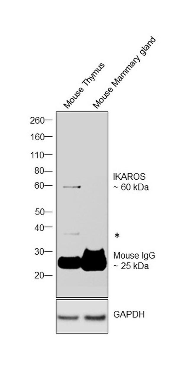 IKAROS Antibody in Western Blot (WB)