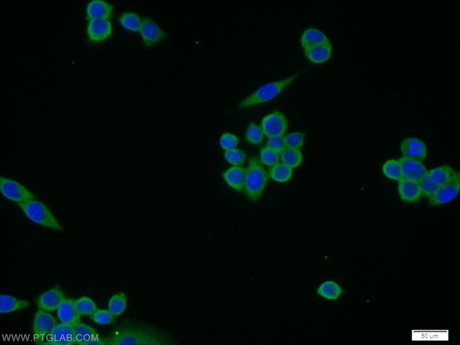MEMO1 Antibody in Immunocytochemistry (ICC/IF)