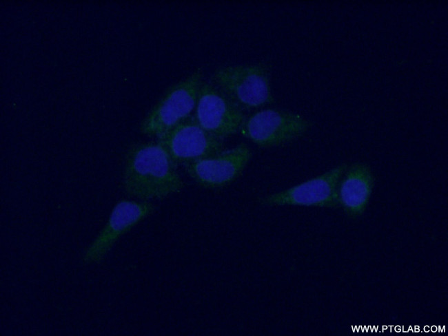 NCF4 Antibody in Immunocytochemistry (ICC/IF)