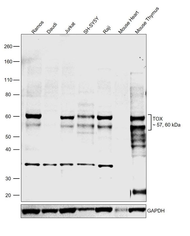 TOX Antibody in Western Blot (WB)