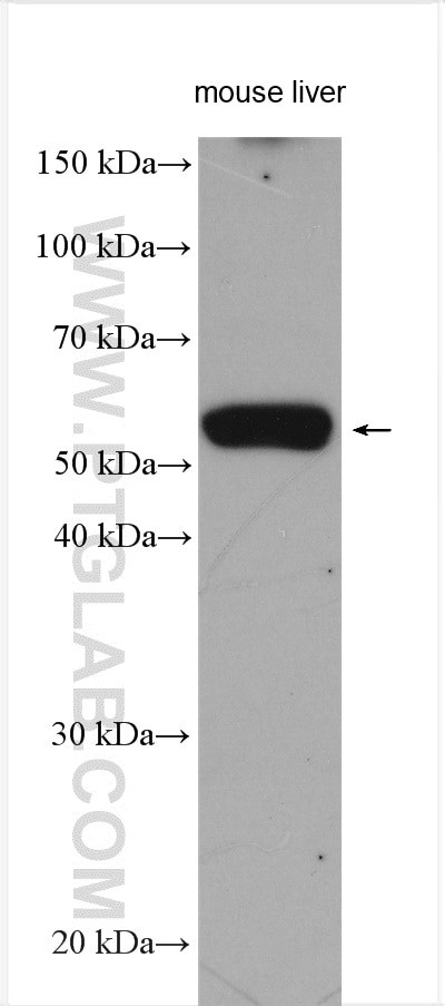NOTUM Antibody in Western Blot (WB)