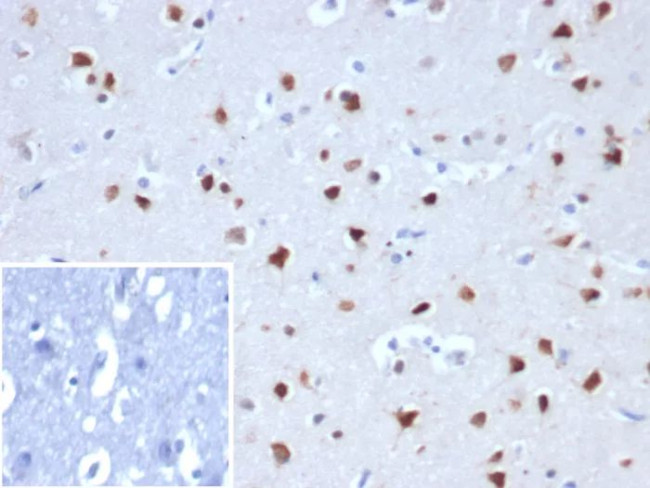 Neuronal-Nuclei (NeuN) (Neuronal Marker) Antibody in Immunohistochemistry (Paraffin) (IHC (P))