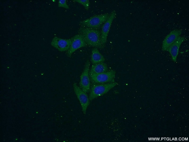 SEC6 Antibody in Immunocytochemistry (ICC/IF)