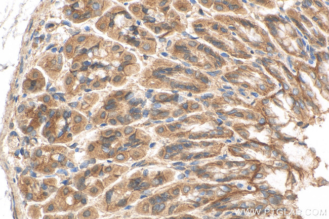 GOLGA7 Antibody in Immunohistochemistry (Paraffin) (IHC (P))