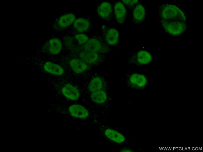 GPKOW Antibody in Immunocytochemistry (ICC/IF)