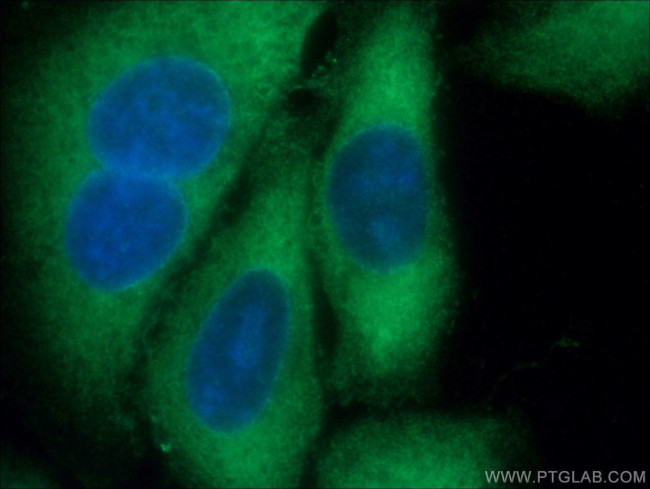 DRG2 Antibody in Immunocytochemistry (ICC/IF)