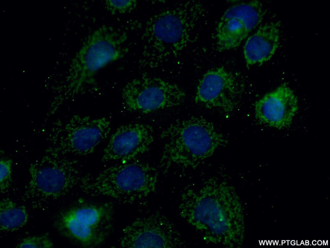 MRPL27 Antibody in Immunocytochemistry (ICC/IF)