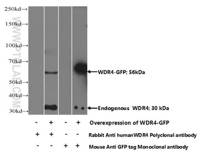 WDR4 Antibody in Western Blot (WB)