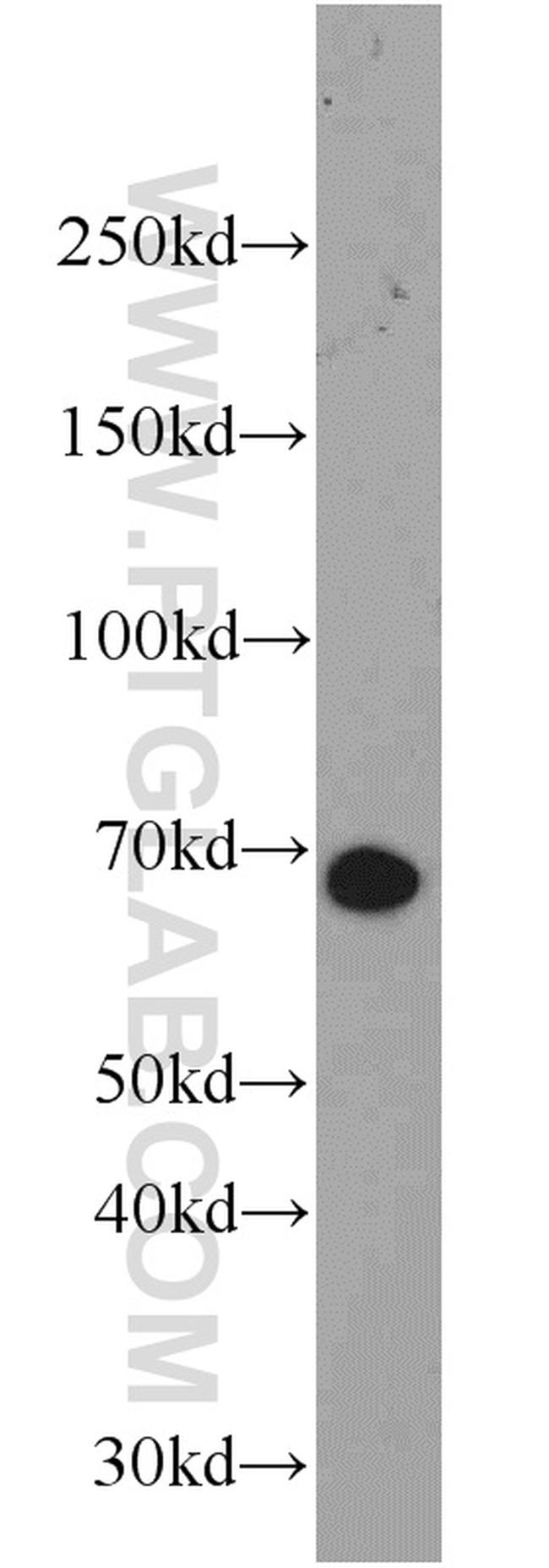 NOL4 Antibody in Western Blot (WB)