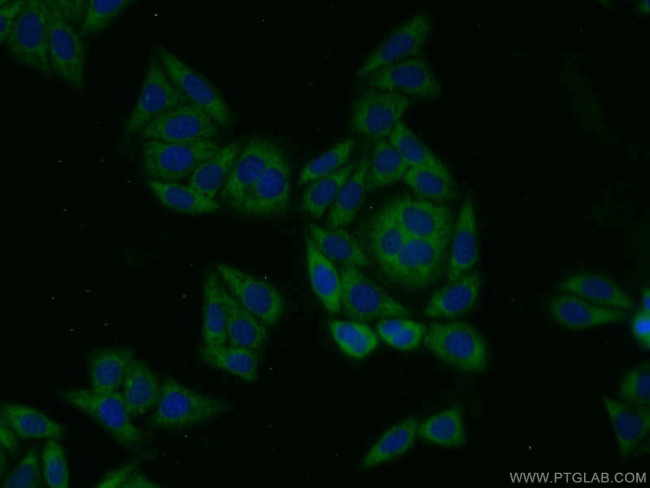 PIG3 Antibody in Immunocytochemistry (ICC/IF)