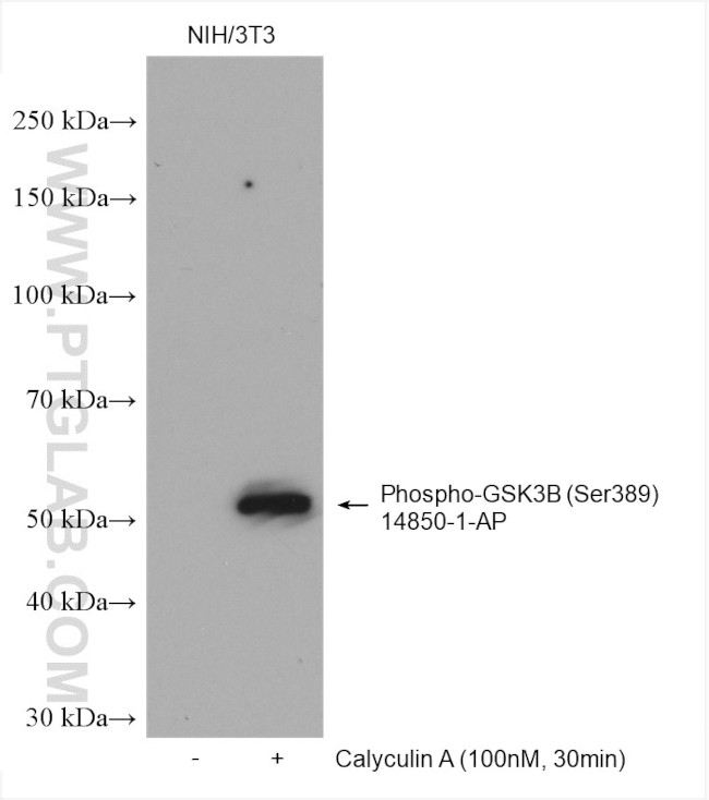 Phospho-Gsk3b (Ser389) Antibody in Western Blot (WB)