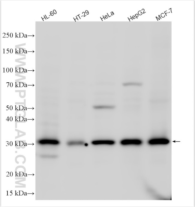 GTF2H3 Antibody in Western Blot (WB)