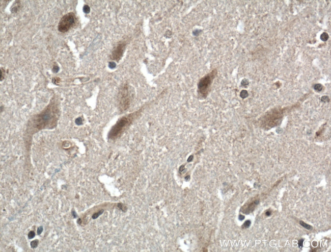 NGRN Antibody in Immunohistochemistry (Paraffin) (IHC (P))