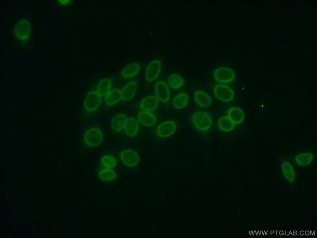 Cyclon/CCDC86 Antibody in Immunocytochemistry (ICC/IF)