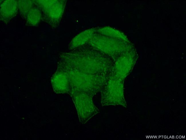POP7 Antibody in Immunocytochemistry (ICC/IF)
