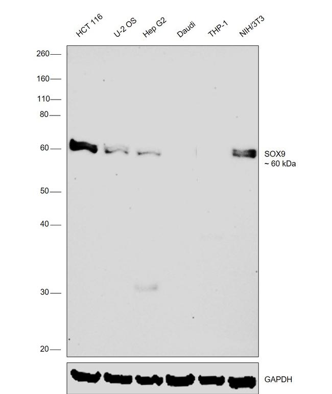 SOX9 Antibody in Western Blot (WB)