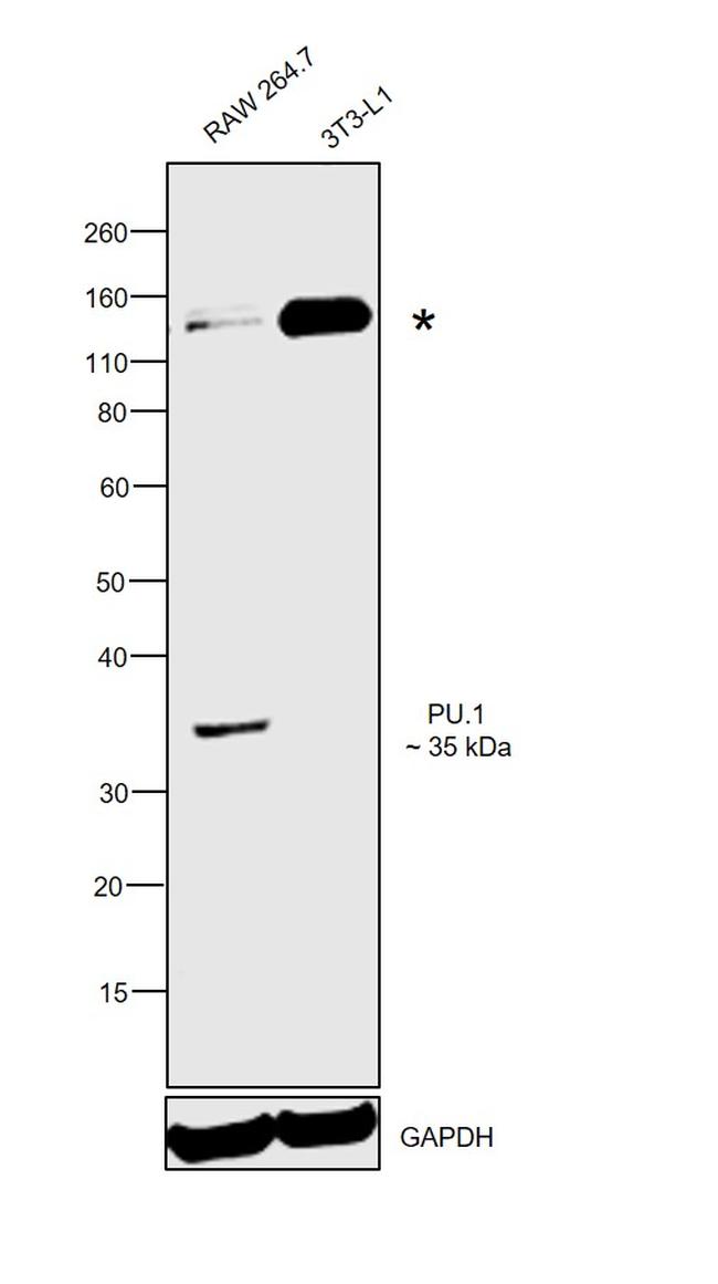 PU.1 Monoclonal Antibody (phpu13) (14-9819-82)