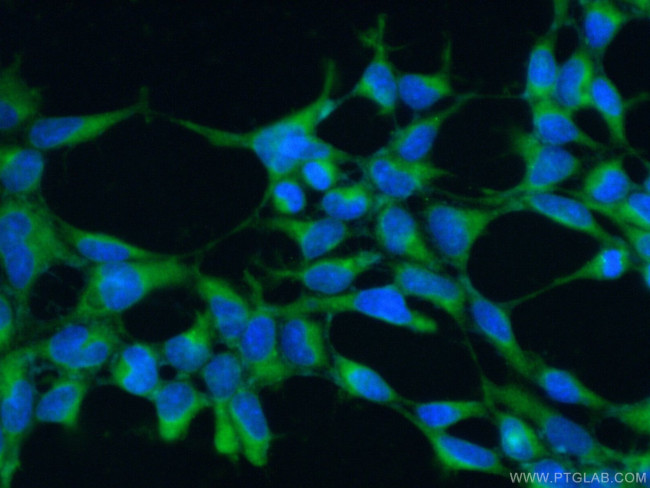 ARIH2 Antibody in Immunocytochemistry (ICC/IF)