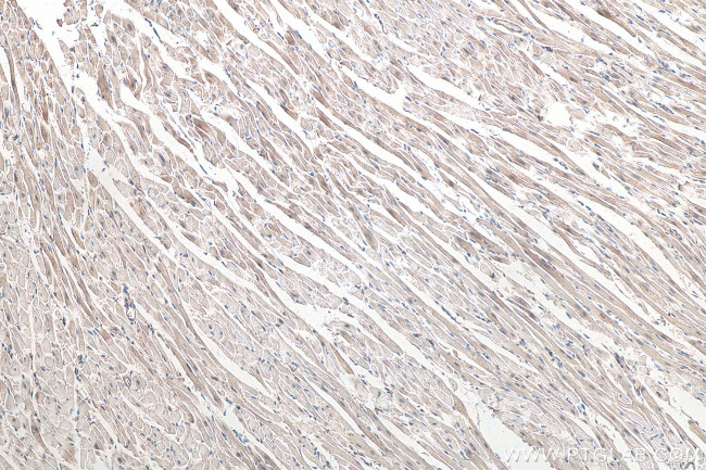 Lysozyme Antibody in Immunohistochemistry (Paraffin) (IHC (P))