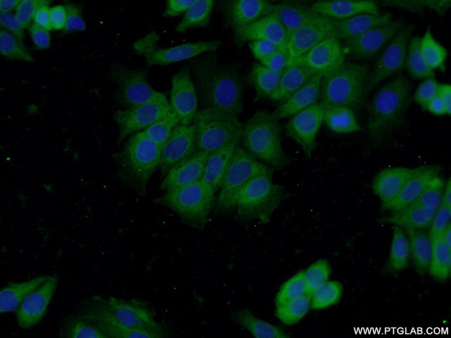 DNPEP Antibody in Immunocytochemistry (ICC/IF)