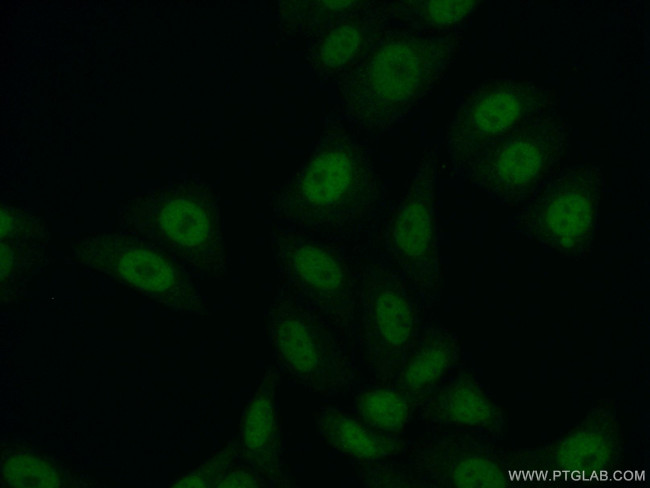 HNRNPR Antibody in Immunocytochemistry (ICC/IF)
