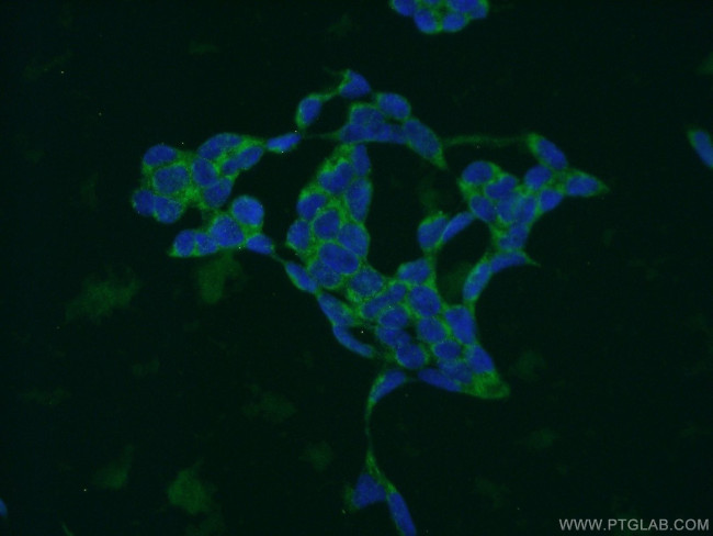 MRPL14 Antibody in Immunocytochemistry (ICC/IF)