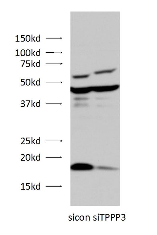 TPPP3 Antibody in Western Blot (WB)