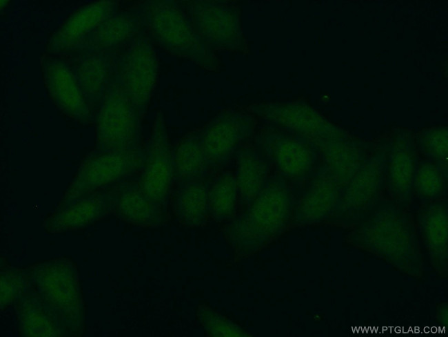 PFDN5 Antibody in Immunocytochemistry (ICC/IF)