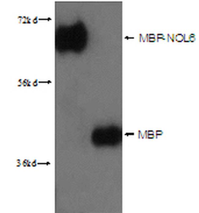 MBP-Tag Antibody in Western Blot (WB)
