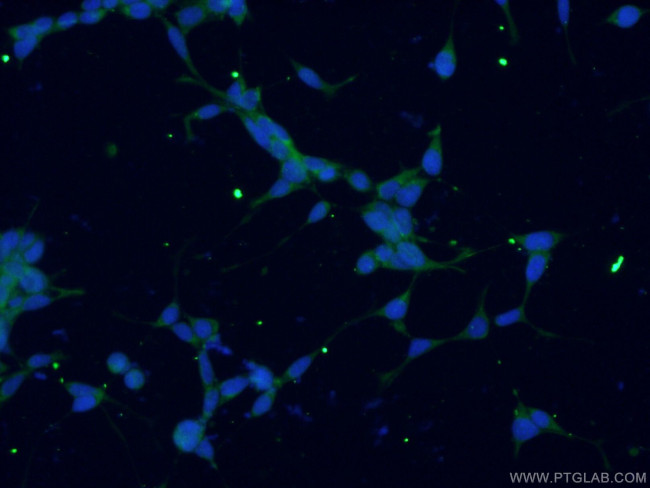 GMPPB Antibody in Immunocytochemistry (ICC/IF)