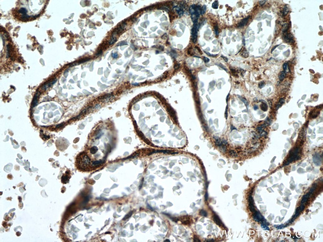 PCSK4 Antibody in Immunohistochemistry (Paraffin) (IHC (P))