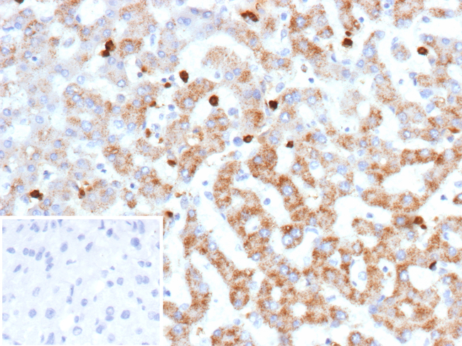 Cathepsin G (Neutrophil Marker) Antibody in Immunohistochemistry (Paraffin) (IHC (P))
