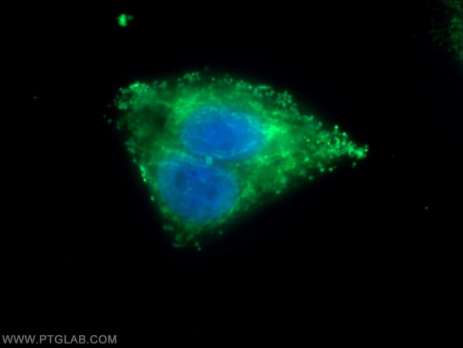 METTL9 Antibody in Immunocytochemistry (ICC/IF)