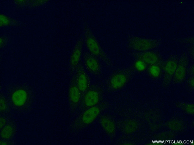 GTF2F2 Antibody in Immunocytochemistry (ICC/IF)