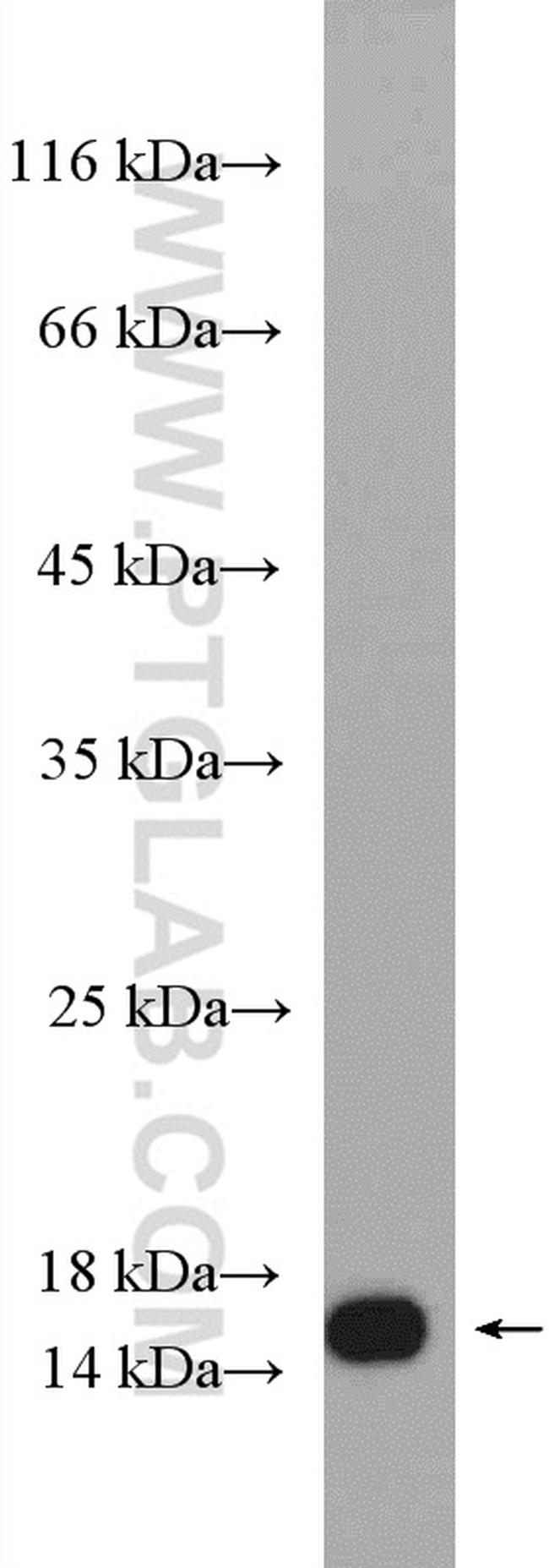 RPL36 Antibody in Western Blot (WB)