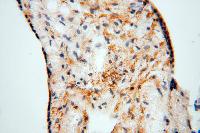 NLRP2 Antibody in Immunohistochemistry (Paraffin) (IHC (P))