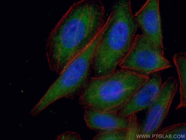 RBPMS Antibody in Immunocytochemistry (ICC/IF)