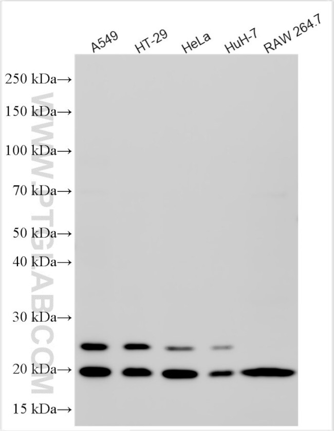 DAZAP2 Antibody in Western Blot (WB)