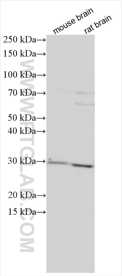 FAIM2 Antibody in Western Blot (WB)