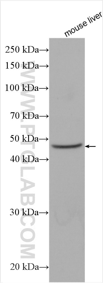 SMPD2 Antibody in Western Blot (WB)